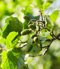 Olše šedá - Alnus incana - semena - 8 ks