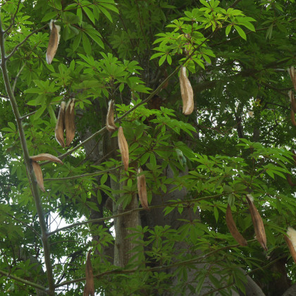 Vlnovec pětimužný - Ceiba pentandra - semena - 10 ks
