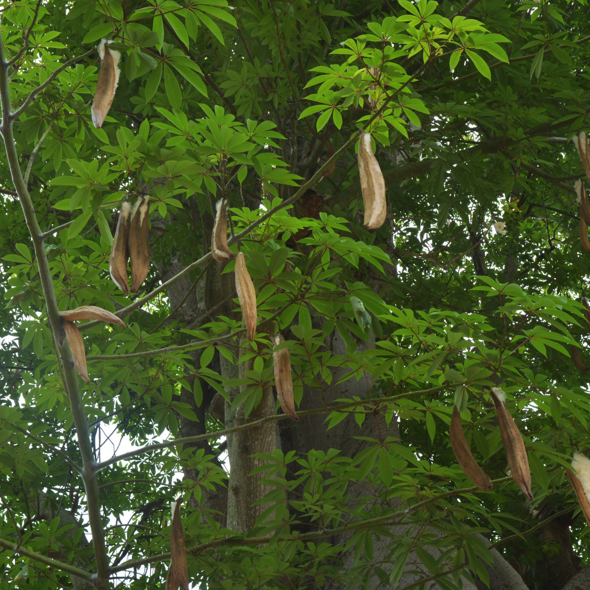Vlnovec pětimužný - Ceiba pentandra - semena - 10 ks