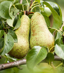 Hrušeň obecná - Pyrus communis - semena - 4 ks