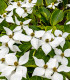 Dřín japonský - Cornus kousa - semena - 12 ks