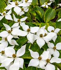 Dřín japonský - Cornus kousa - semena - 12 ks