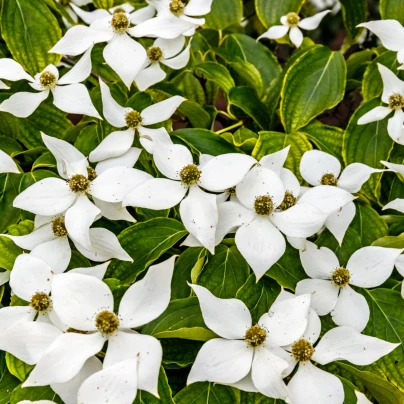 Dřín japonský - Cornus kousa - semena - 12 ks