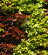 Buk lesní Atropurpurea - Fagus sylvatica atropurpurea - semena - 7 ks