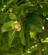 Dilenie indická - Dillenia indica - semena - 6 ks
