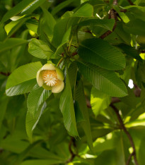 Dilenie indická - Dillenia indica - semena - 12 ks