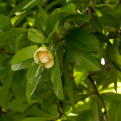 Dilenie indická - Dillenia indica - semena - 12 ks