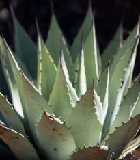 Agáve kalifornské - Agave deserti - semena - 18 ks