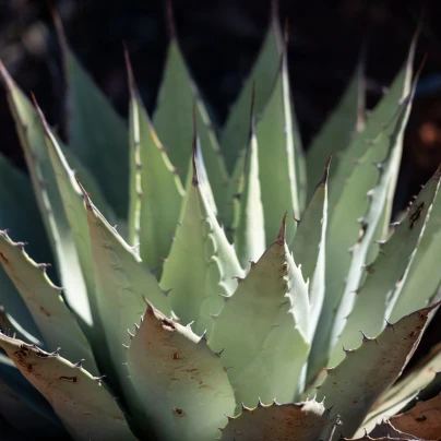 Agáve kalifornské - Agave deserti - semena - 18 ks