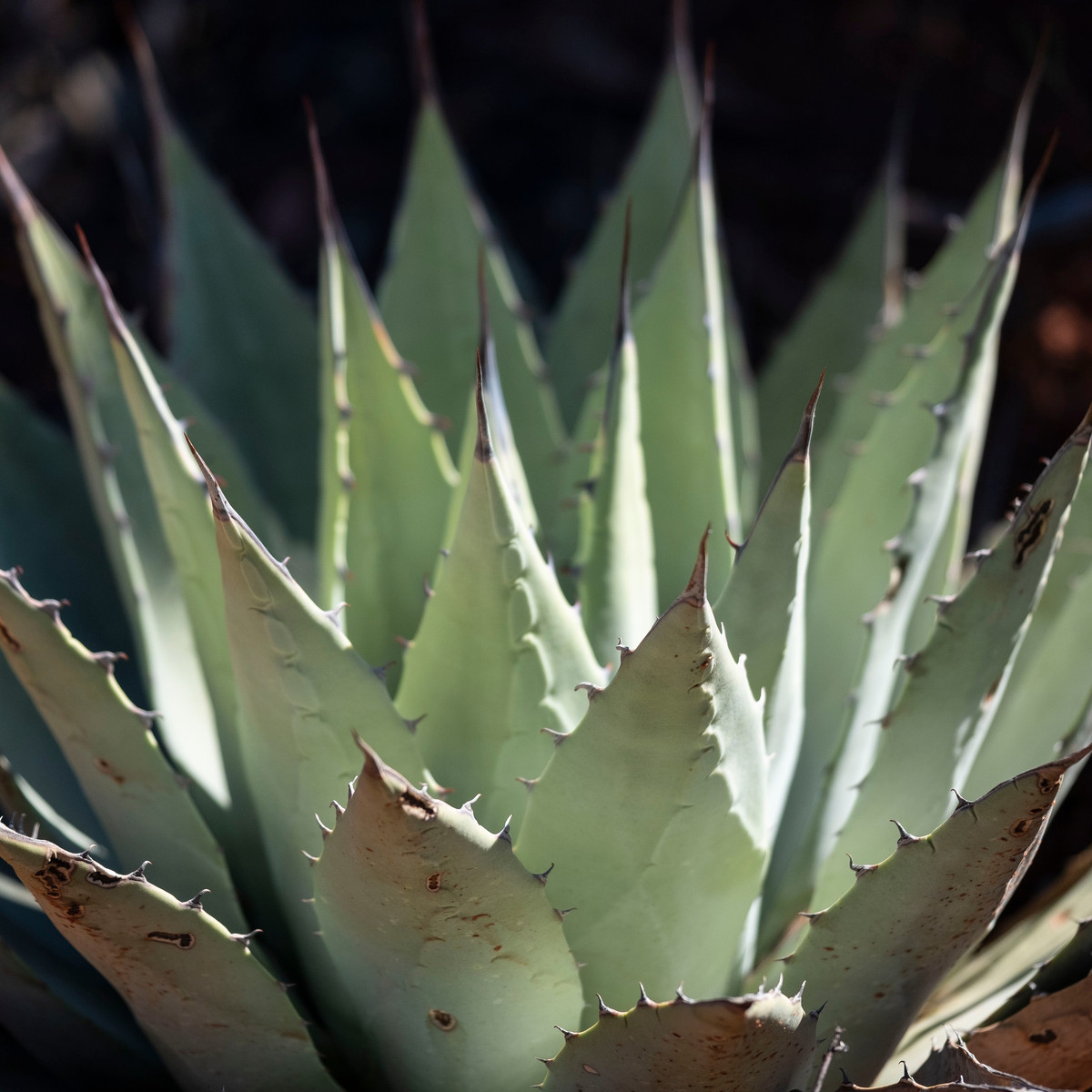 Agáve kalifornské - Agave deserti - semena - 18 ks