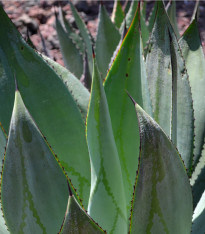 Agáve marmorata - Agave marmorata - semena - 20 ks