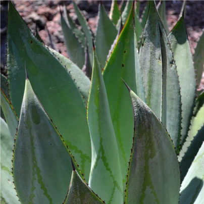Agáve marmorata - Agave marmorata - semena - 20 ks