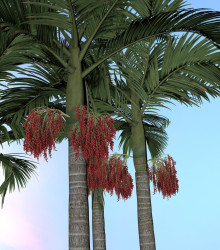 Semena palmy – Palma královská – Archontophoenix alexandrae