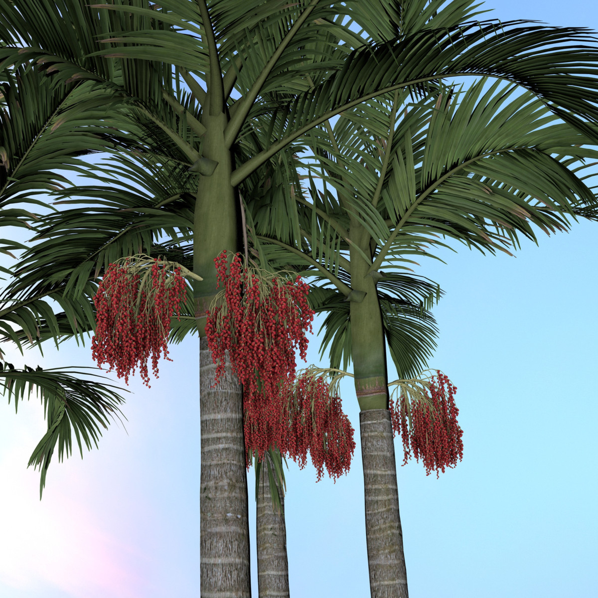 Palma královská - Palma ohnivá - semena Palmy - Archontophoenix alexandrae - 3 ks