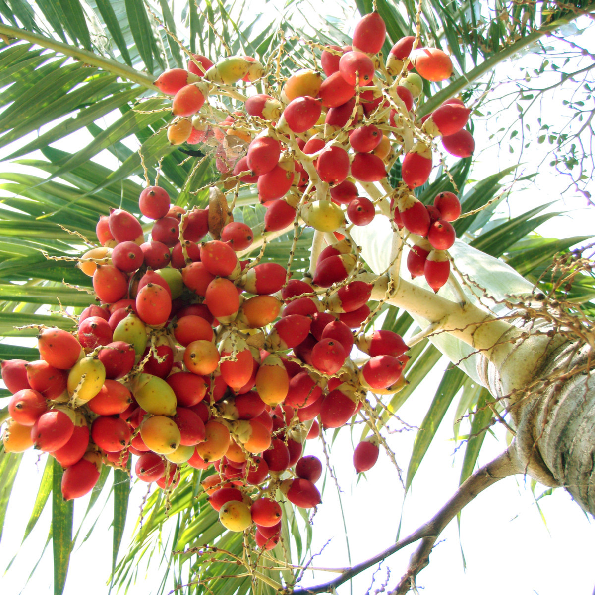 Palma Carpentaria Acuminata - semena palmy - 4 ks