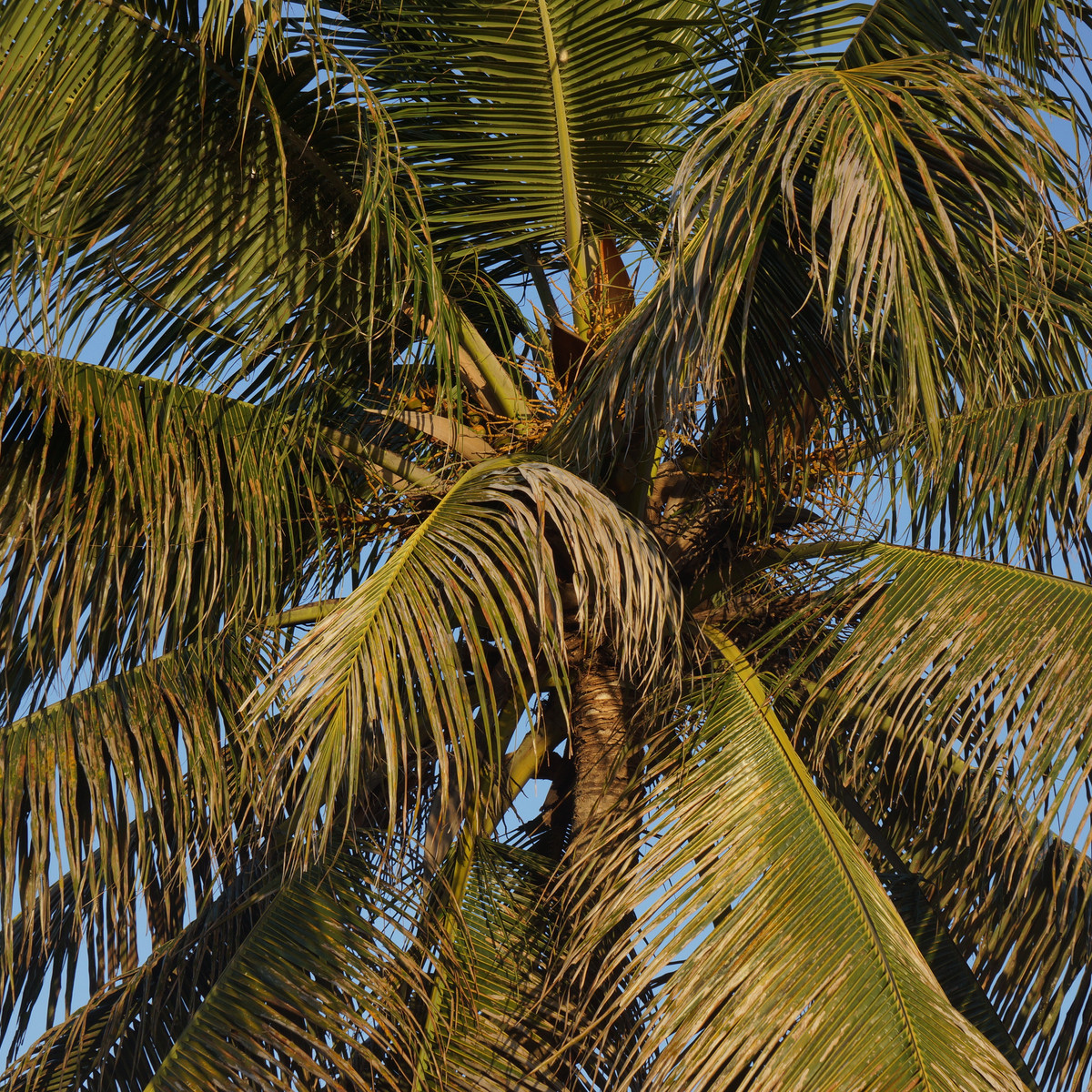 Palma madagaskarská - Beccariophoenix madagascariensis - semínka palmy - 2 ks