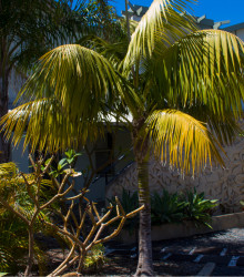 Semena palmy – Palma – Dypsis prestoniana