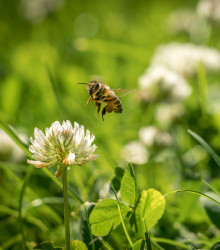 Vytrvalé květy pro včely – luční směs – Planta Naturalis