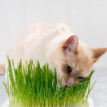 Tráva pro kočky - semena trávy pro kočky - 4 gr