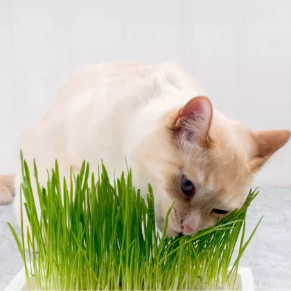 Tráva pro kočky - semena - 100 ks