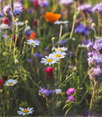 Směs letniček vábící hmyz - luční směs - 1 g