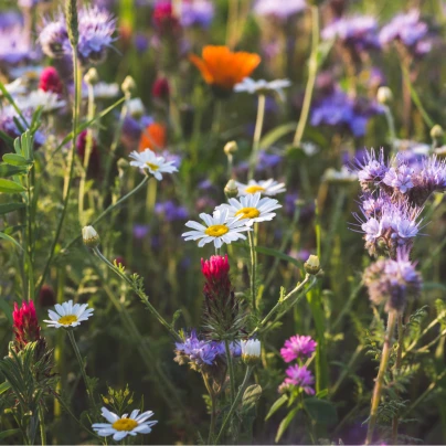 Směs letniček vábící hmyz - luční směs - 1 g