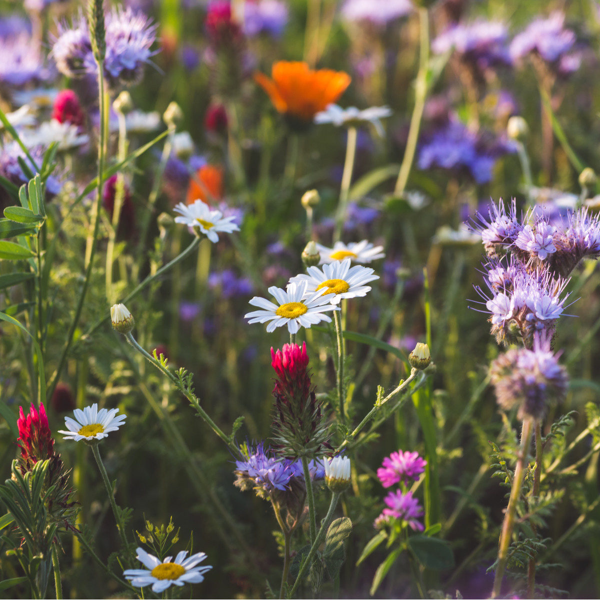 Směs letniček vábící hmyz - luční směs - 1 g