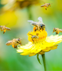 Medonosné květy pro včely - semena - 10 g