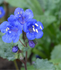 Svazenka modrá - Phacelia campanularia - semena - 800 ks