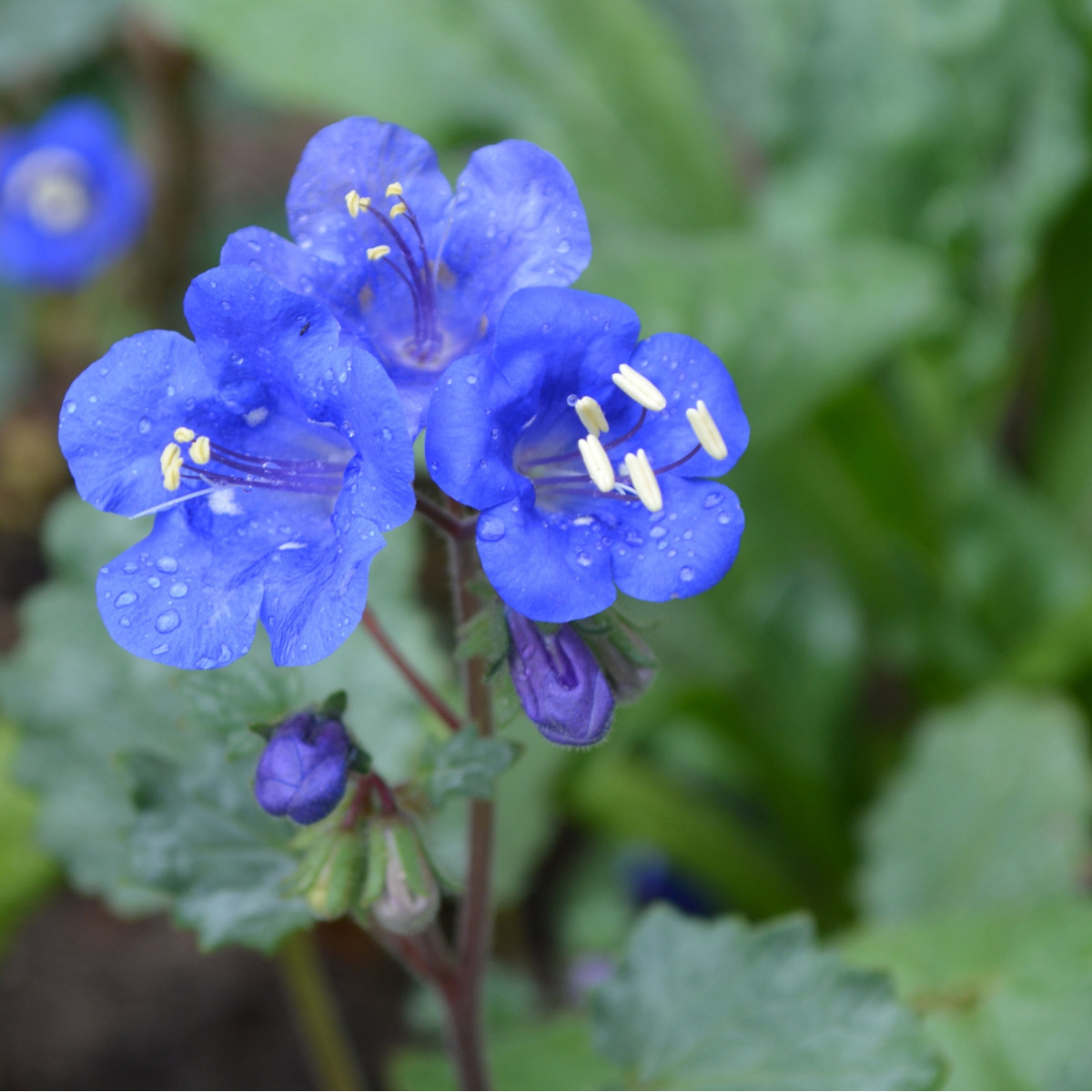 Svazenka modrá - Phacelia campanularia - semena - 800 ks