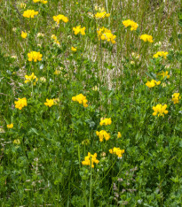 Štírovník růžkatý - Lotus corniculatus - semena - 100 ks