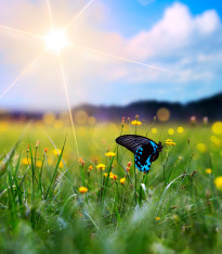 Květinová směs pro motýly - semena - 3 g