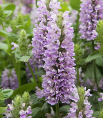 Šanta žilnatá - Nepeta nervosa - semena - 15 ks