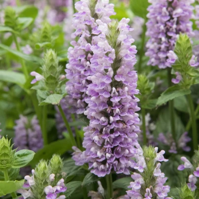 Šanta žilnatá - Nepeta nervosa - semena - 15 ks