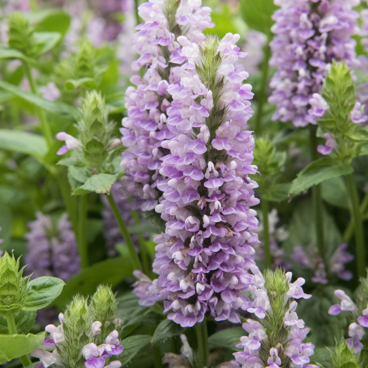 Šanta žilnatá - Nepeta nervosa - semena - 15 ks