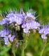 Svazenka vratičolistá - Phacelia tanacetifolia - semena - 50 ks