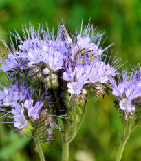 Svazenka vratičolistá - Phacelia tanacetifolia - semena - 50 ks