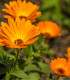Měsíček lékařský - Calendula officinalis - semena - 65 ks