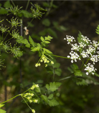 Kerblík setý Massa - Anthriscus cerefolium - semena - 0,8 g