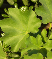 Sléz přeslenitý - Malva verticillata - semena - 150 ks