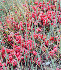 Chvojník čínský - Ephedra sinica - semena - 8 ks