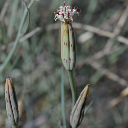 Koriandr bolívijský - semena - 5 ks - Porophyllum ruderale