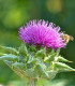 Ostropestřec mariánský - Silybum marianum - semena - 40 ks
