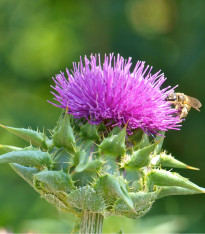 Ostropestřec mariánský - Silybum marianum - semena - 40 ks