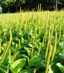 Jitrocel indický - Plantago psyllium - semena - 40 ks