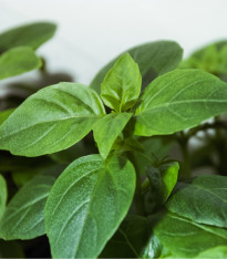 Bazalka Lime - Ocimum basilicum - semena - 200 ks