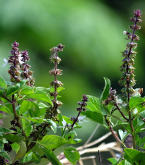 Bazalka Siam Queen - Ocimum basilicum - semena - 80 ks