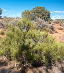 Chvojník nevadský - Ephedra nevadensis - semena - 8 ks