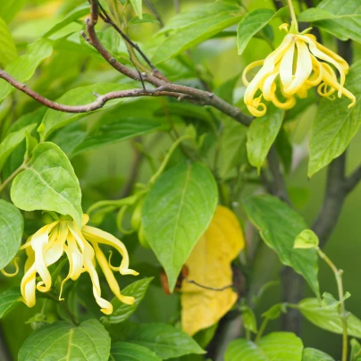 Kananga vonná - Cananga odorata - semena - 4 ks