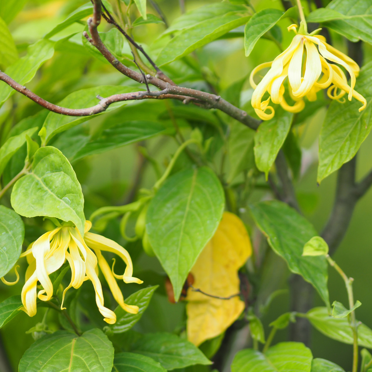 Kananga vonná - Cananga odorata - semena - 4 ks